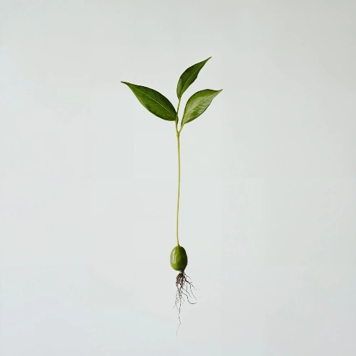 posicionamiento SEO que te hace crecer online